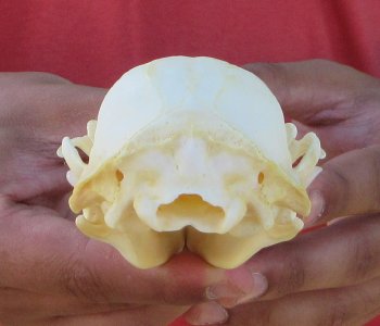 Raccoon Skull 4-1/2 inch - $33
