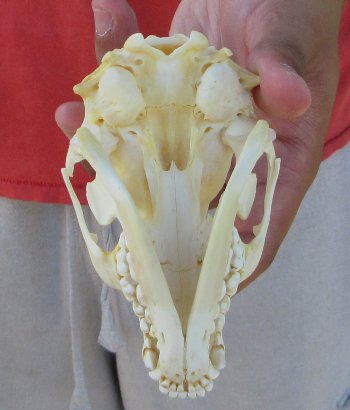 Raccoon Skull 4-1/2 inch - $33