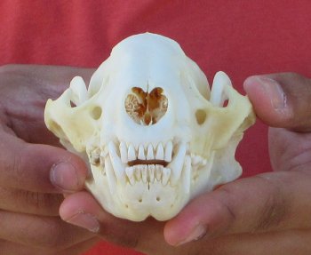 Raccoon Skull 5-1/2 inch - $33