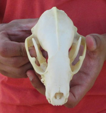 Raccoon Skull 5-1/2 inch - $33
