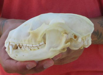 Raccoon Skull 5-1/2 inch - $33