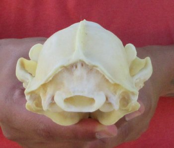 Raccoon Skull 5-1/2 inch - $33