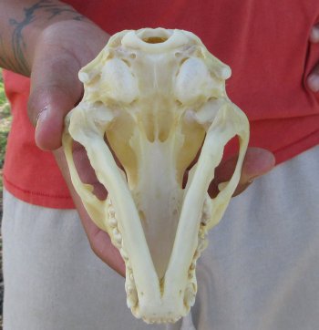 Raccoon Skull 5-1/2 inch - $33