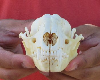 Raccoon Skull 4-3/4 inch - $33