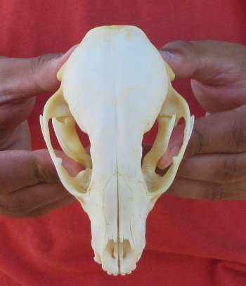 Raccoon Skull 4-3/4 inch - $33