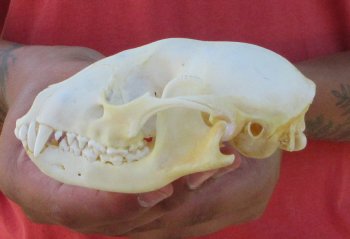 Raccoon Skull 4-3/4 inch - $33
