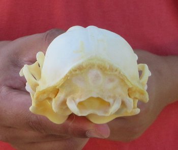 Raccoon Skull 4-3/4 inch - $33
