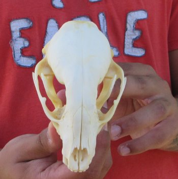 Raccoon Skull 4-3/4 inch - $33