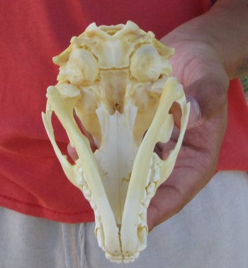 Raccoon Skull 4-3/4 inch - $33