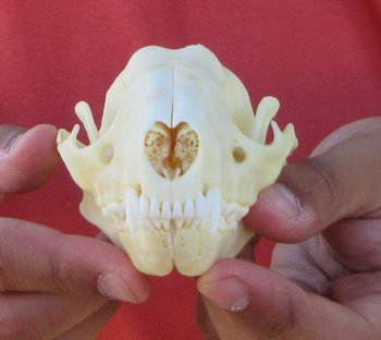Raccoon Skull 5 inch - $33