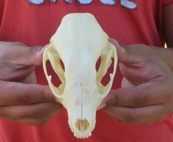 Raccoon Skull 5 inch - $33