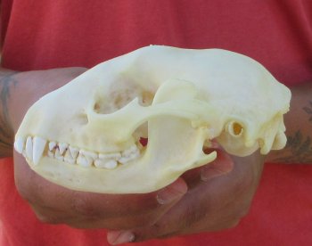 Raccoon Skull 5 inch - $33