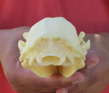 Raccoon Skull 5 inch - $33