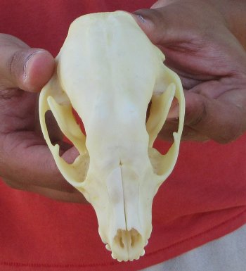 Raccoon Skull 5 inch - $33