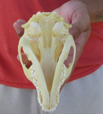 Raccoon Skull 5 inch - $33