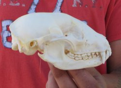 Raccoon Skull 5 inc...