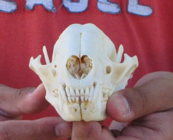 Raccoon Skull 5 inch - $33