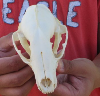 Raccoon Skull 5 inch - $33
