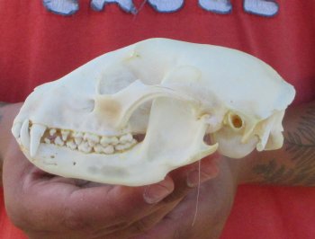 Raccoon Skull 5 inch - $33