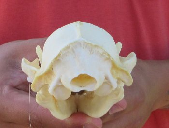 Raccoon Skull 5 inch - $33