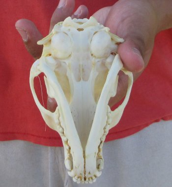Raccoon Skull 5 inch - $33