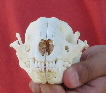 Raccoon Skull 4-3/4 inch - $33