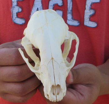 Raccoon Skull 4-3/4 inch - $33