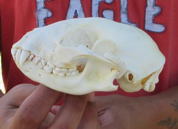 Raccoon Skull 4-3/4 inch - $33