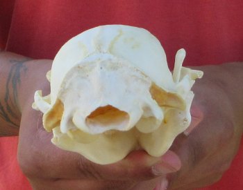 Raccoon Skull 4-3/4 inch - $33