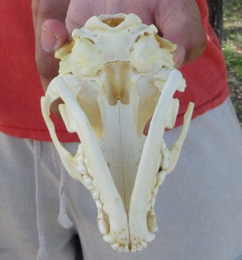 Raccoon Skull 4-3/4 inch - $33