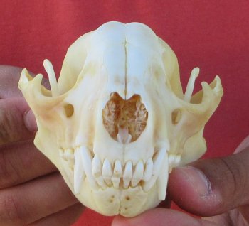 Raccoon Skull 5-1/4 inch - $33