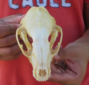 Raccoon Skull 5-1/4 inch - $33