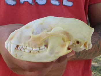 Raccoon Skull 5-1/4 inch - $33
