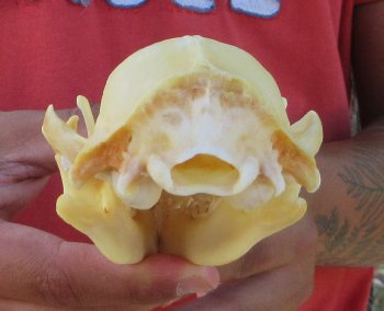 Raccoon Skull 5-1/4 inch - $33