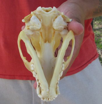 Raccoon Skull 5-1/4 inch - $33