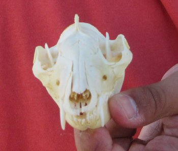 Real North American Opossum Skull - Cleaned & Whitened Animal Bone Specimen - $45