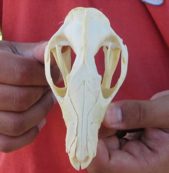 Real North American Opossum Skull - Cleaned & Whitened Animal Bone Specimen - $45