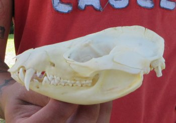 Real North American Opossum Skull - Cleaned & Whitened Animal Bone Specimen - $45
