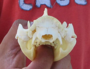 Real North American Opossum Skull - Cleaned & Whitened Animal Bone Specimen - $45