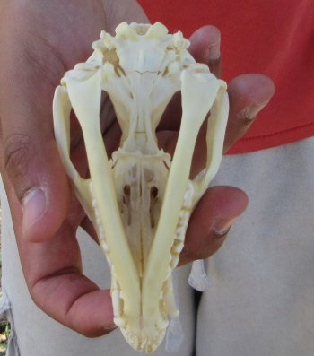 Real North American Opossum Skull - Cleaned & Whitened Animal Bone Specimen - $45