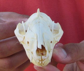 Real North American Opossum Skull - Cleaned & Whitened Animal Bone Specimen - $45