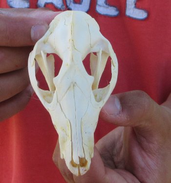 Real North American Opossum Skull - Cleaned & Whitened Animal Bone Specimen - $45