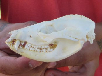 Real North American Opossum Skull - Cleaned & Whitened Animal Bone Specimen - $45