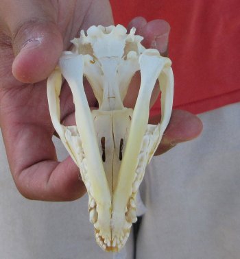 Real North American Opossum Skull - Cleaned & Whitened Animal Bone Specimen - $45