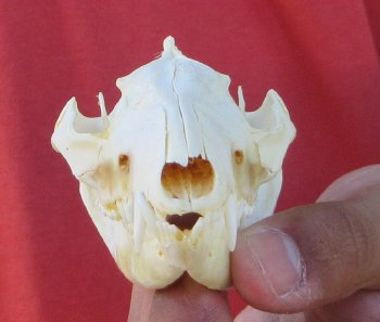 Real North American Opossum Skull - Cleaned & Whitened Animal Bone Specimen - $45