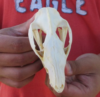 Real North American Opossum Skull - Cleaned & Whitened Animal Bone Specimen - $45