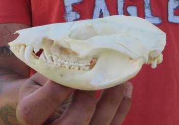 Real North American Opossum Skull - Cleaned & Whitened Animal Bone Specimen - $45