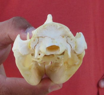 Real North American Opossum Skull - Cleaned & Whitened Animal Bone Specimen - $45