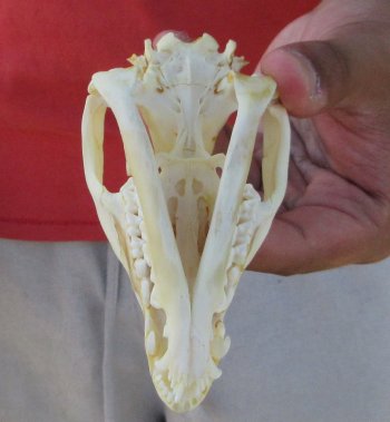 Real North American Opossum Skull - Cleaned & Whitened Animal Bone Specimen - $45