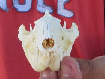 Real North American Opossum Skull - Cleaned & Whitened Animal Bone Specimen - $45